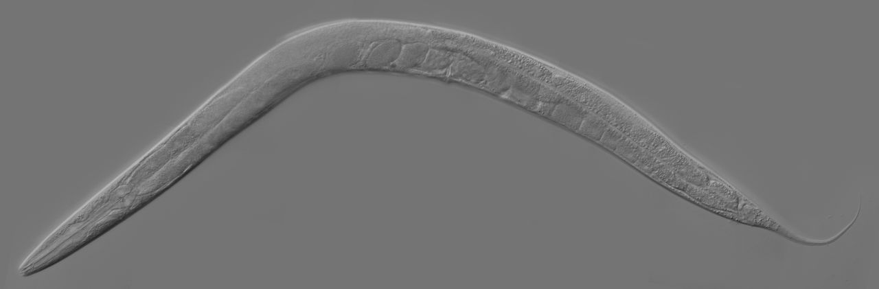 1280px-Adult_Caenorhabditis_elegans