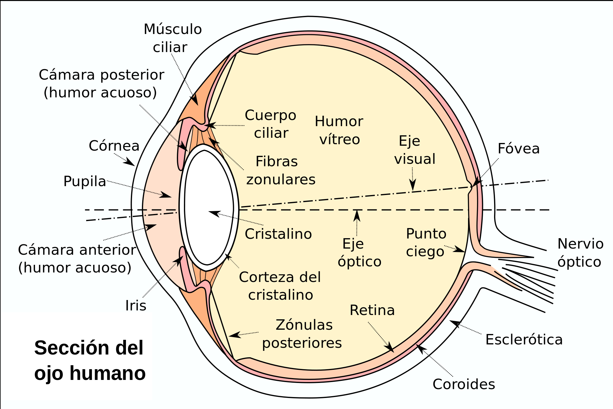 2000px-eyesection-es-svg-wikipedia