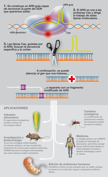 Así funciona CRISPR. Infografía: J. A. Peñas