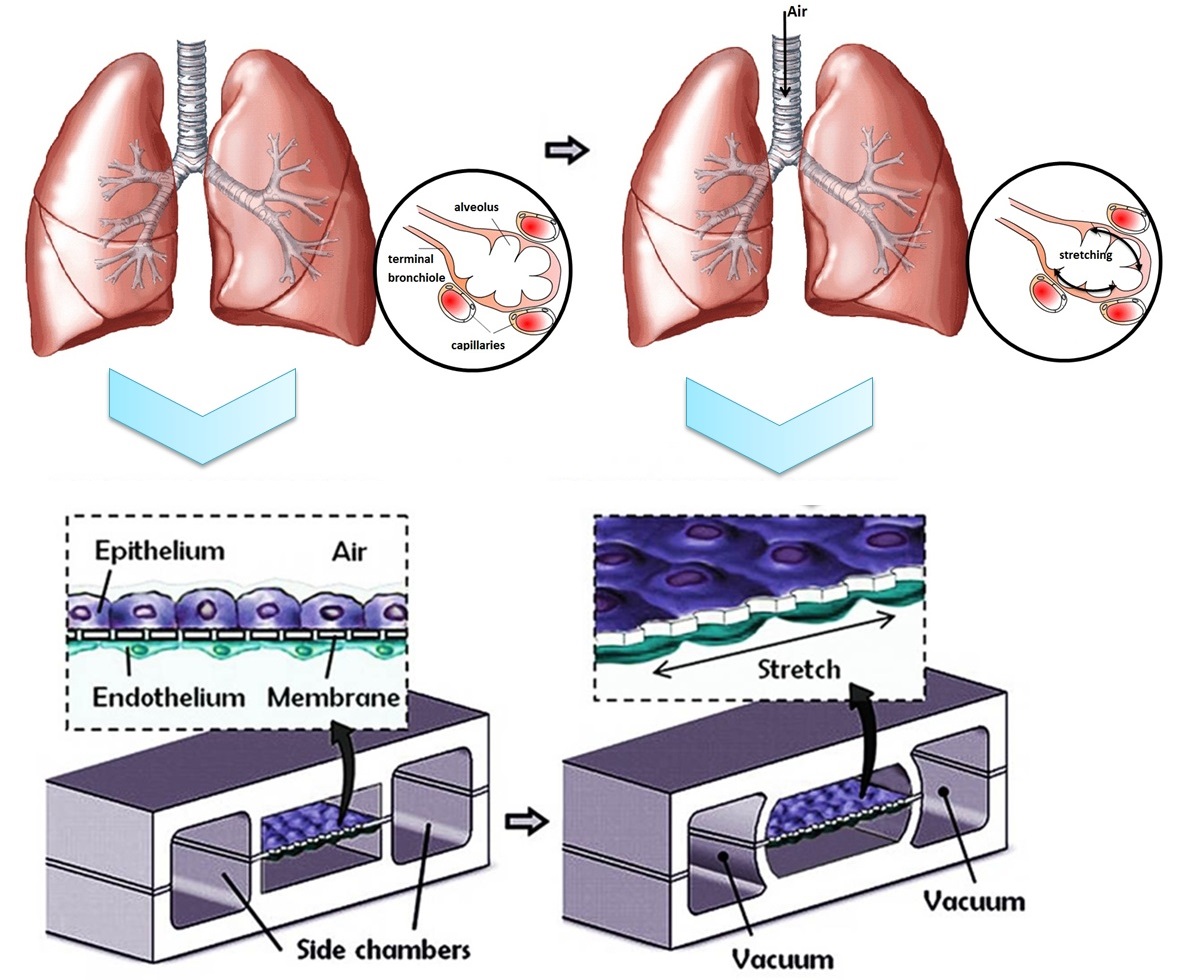lung-on-a-chip
