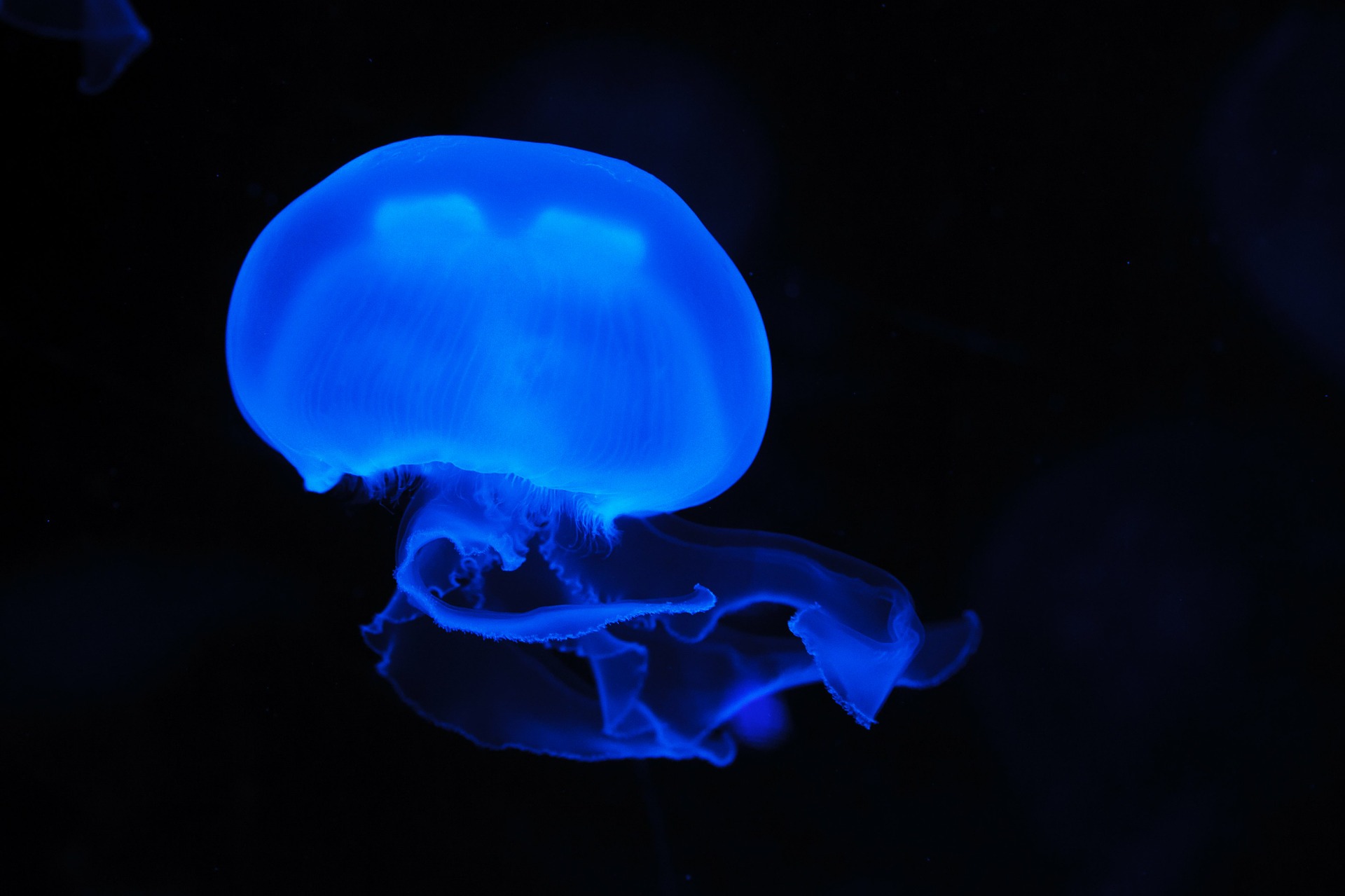 medusa-bioluminiscente