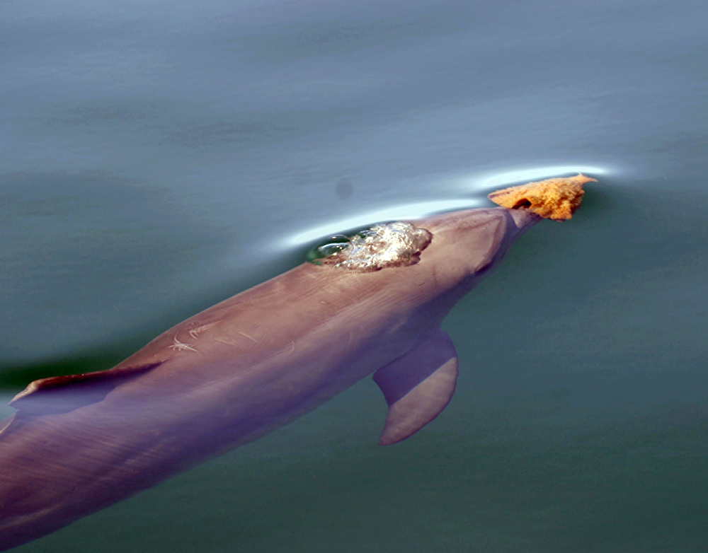 delfin con esponja