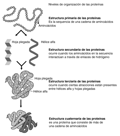cómo se pliega una proteína