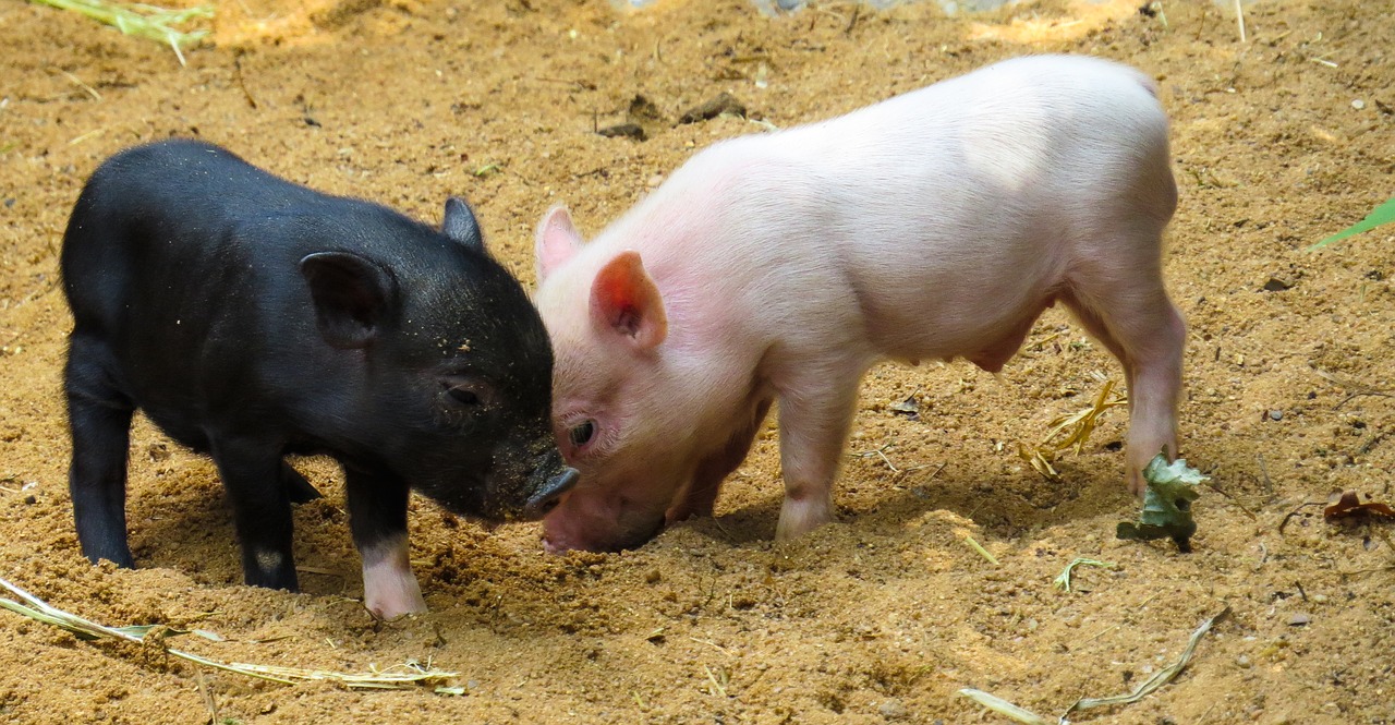 un cerdo negro jugando en la tierra con un cerdo rosado