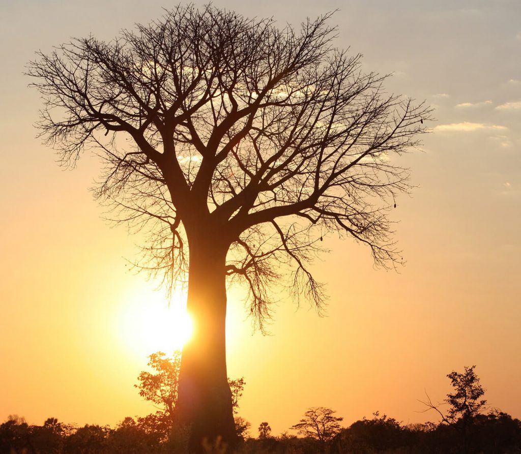 los baobabs desaparecen