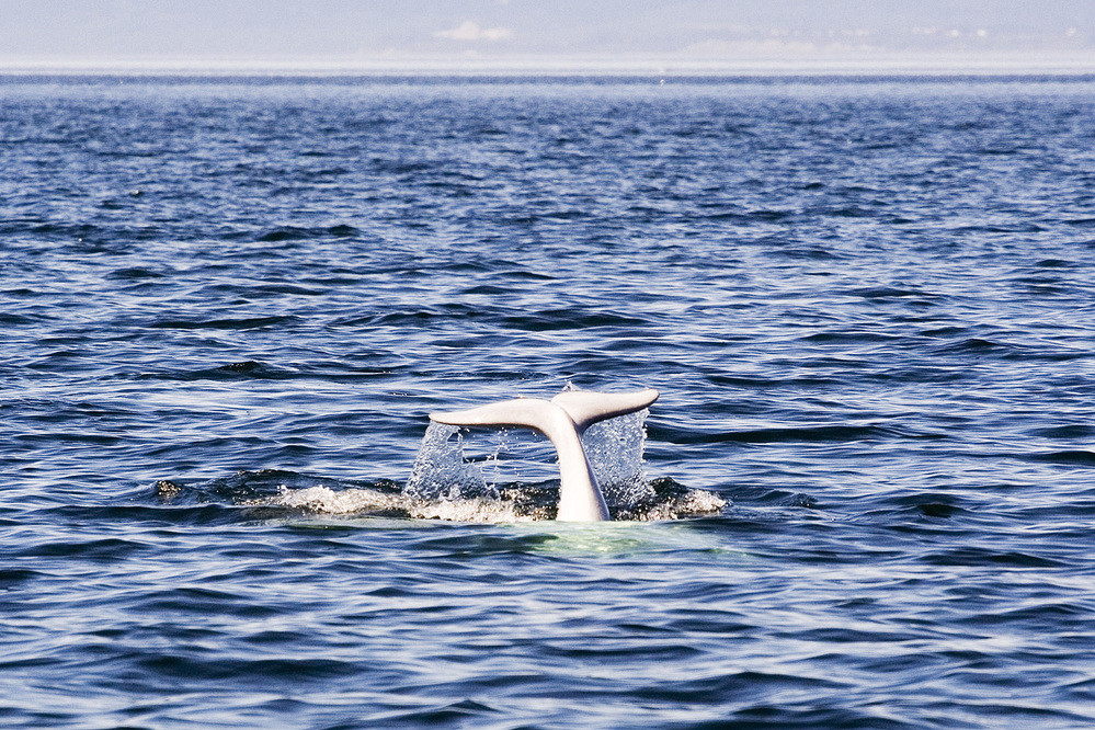 Las ballenas beluga se reproducen en la bahía de Cook, en donde se llevó a cabo el dispositivo que aúna tecnología de IoT y medioambiente.