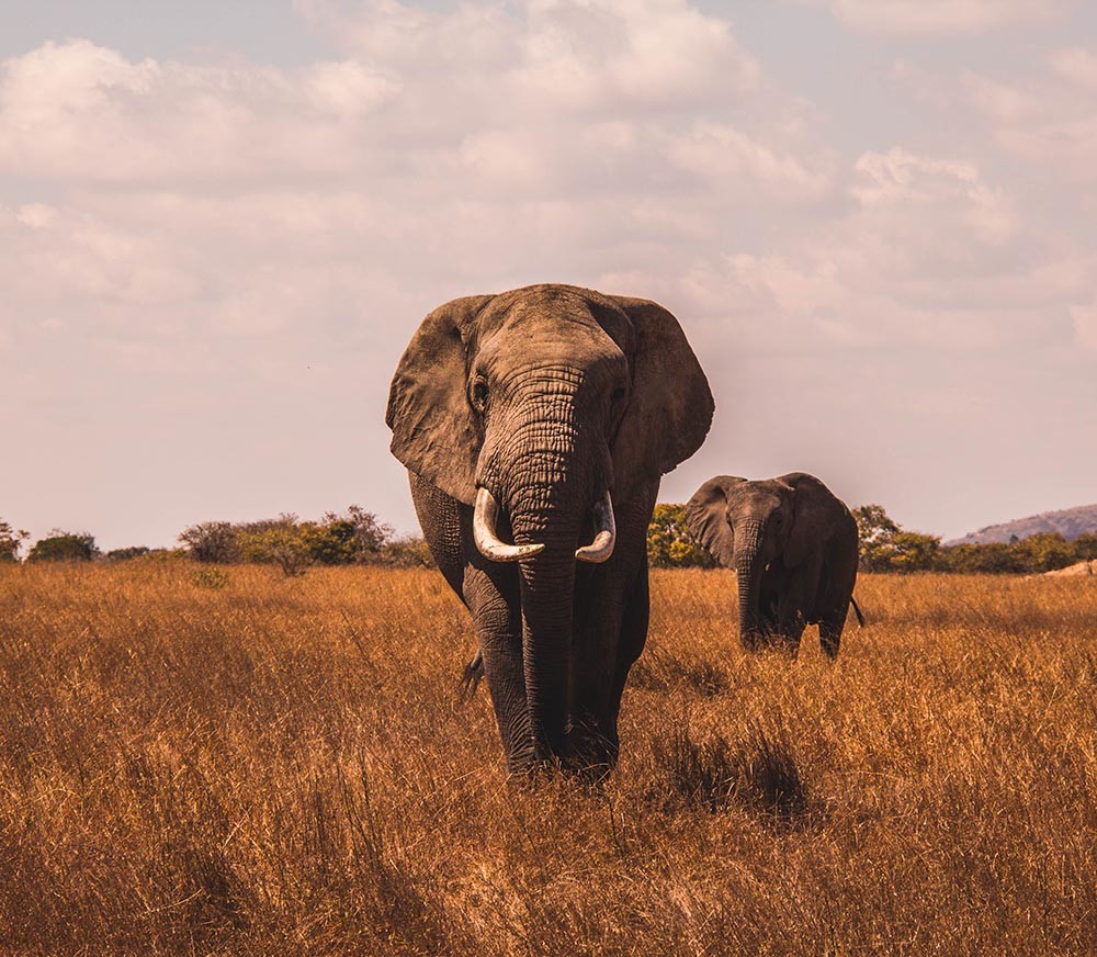 Un estudio investiga por qué es tan bajo el nivel de cáncer en los elefantes.