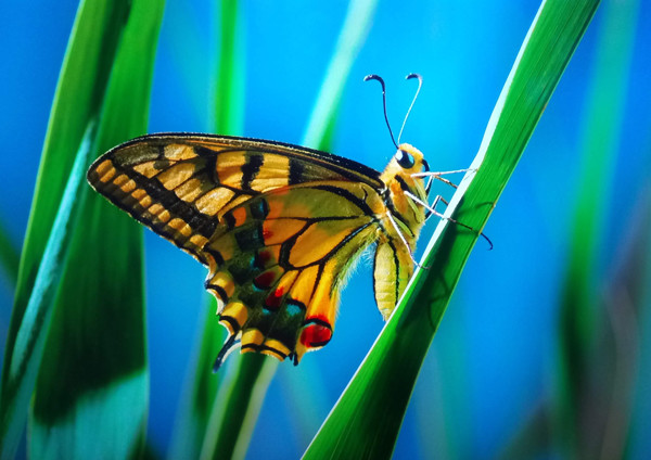 mariposa insecto