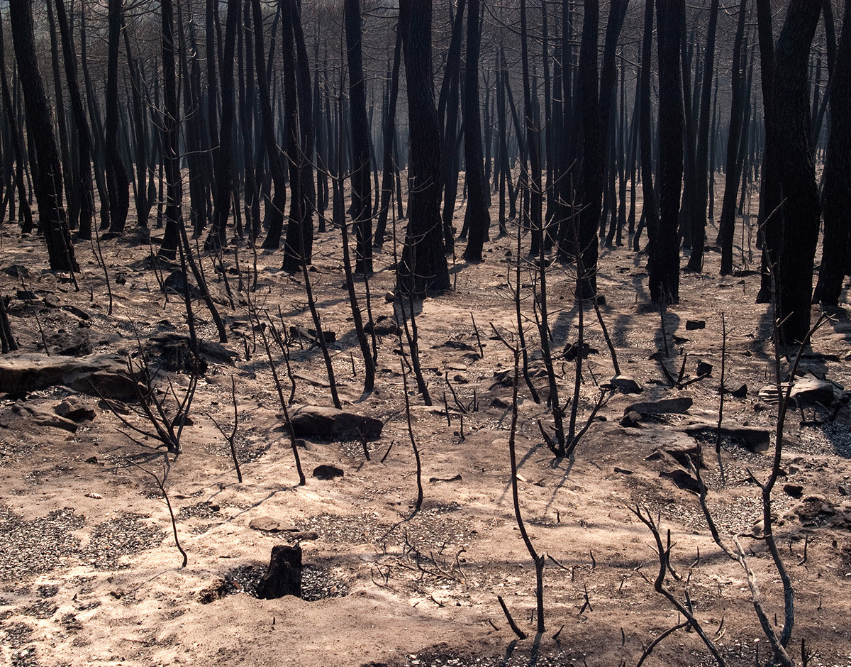 incendio forestal vasco correia inteligencia artificial