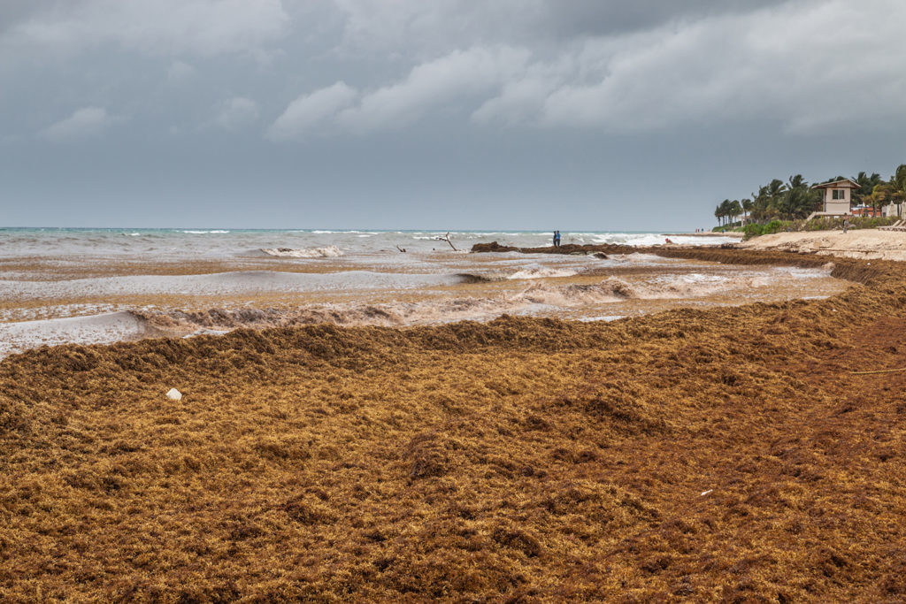 playa cubierta de sargazo