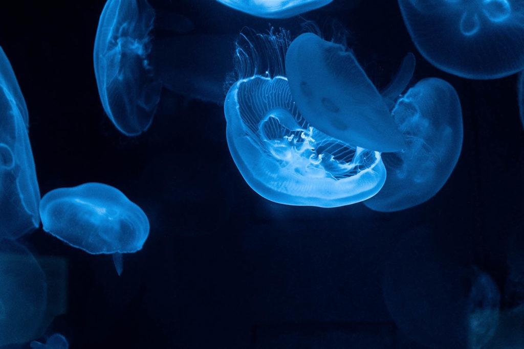 imagen de medusas en la Tierra