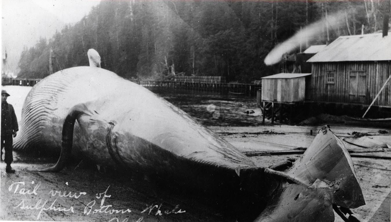 Históricamente, se tomaban ejemplares muertos para calcular el peso de las ballenas.
