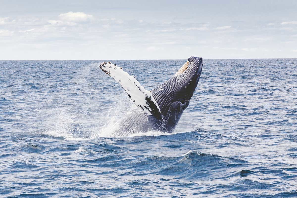 La fotogrametría ofrece nuevas soluciones para calcular el peso de las ballenas.