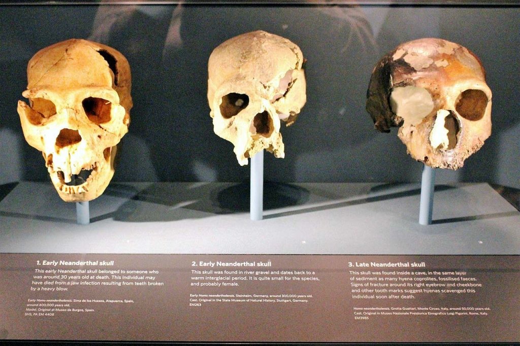 por qué desaparecieron los neandertales