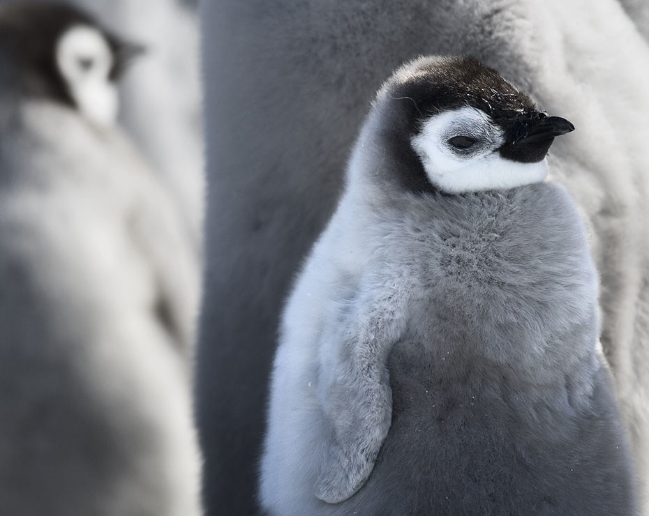 Pablo García Borboroglu lleva 30 años trabajando en la conservación de colonias de pingüinos.