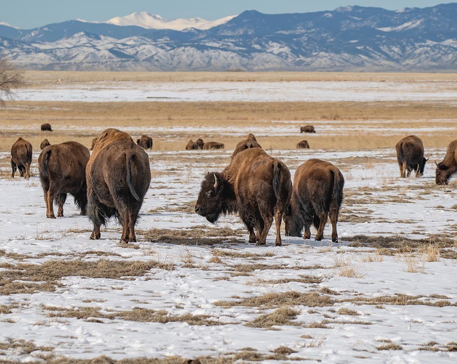 Repoblar el ártico de grandes mamíferos podría ayudar a imitar la estepa del mamut.