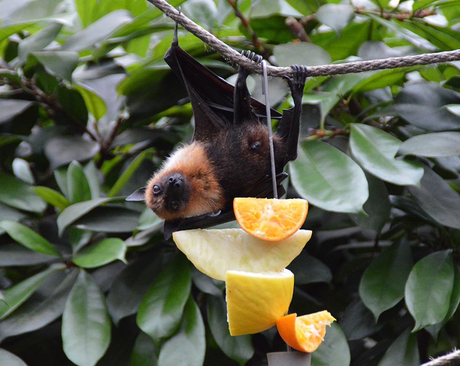 Los murciélagos también son transmisores de virus por sus propios hábitos.