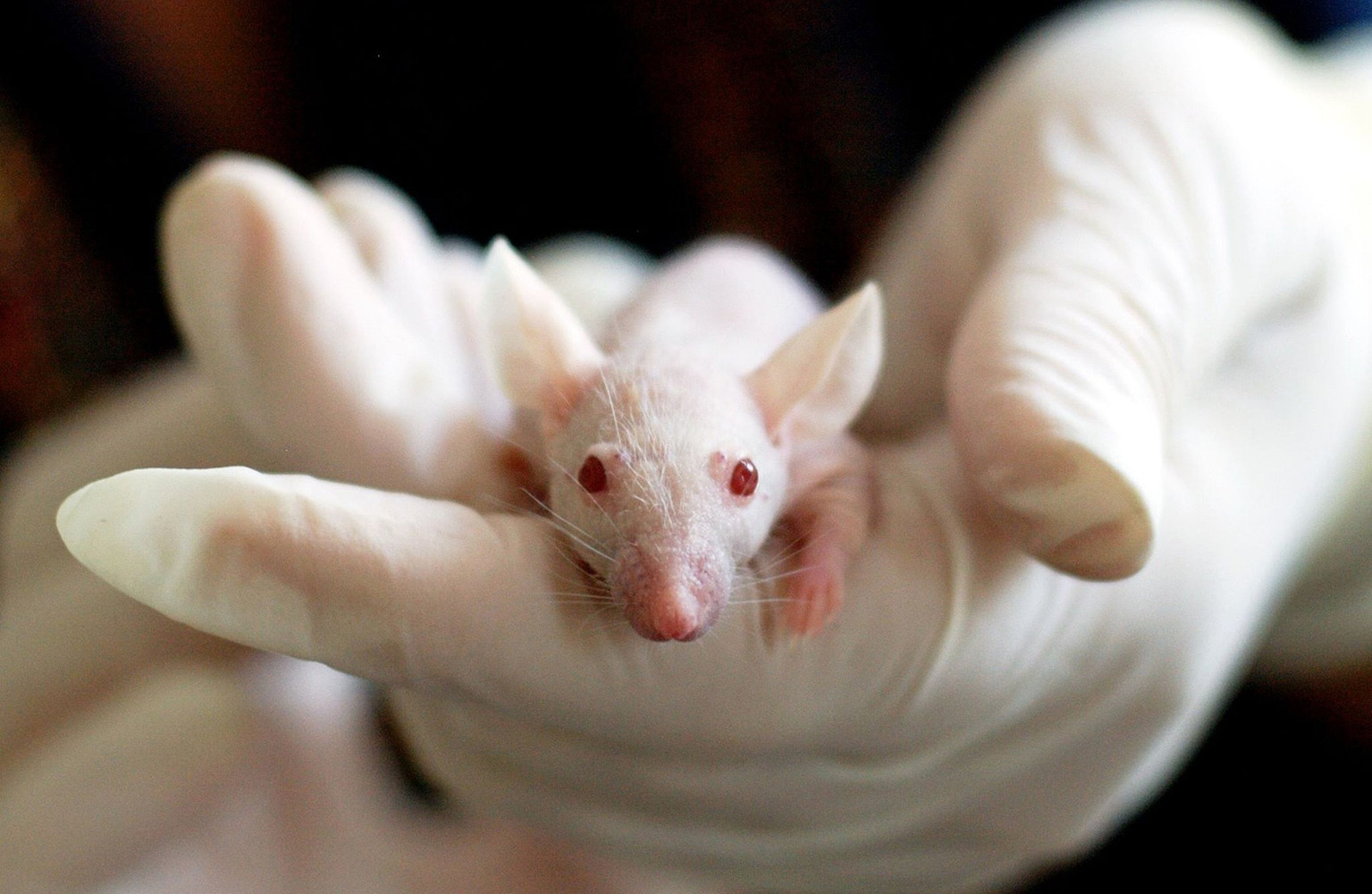 ratón de laboratorio para estudiar covid-19