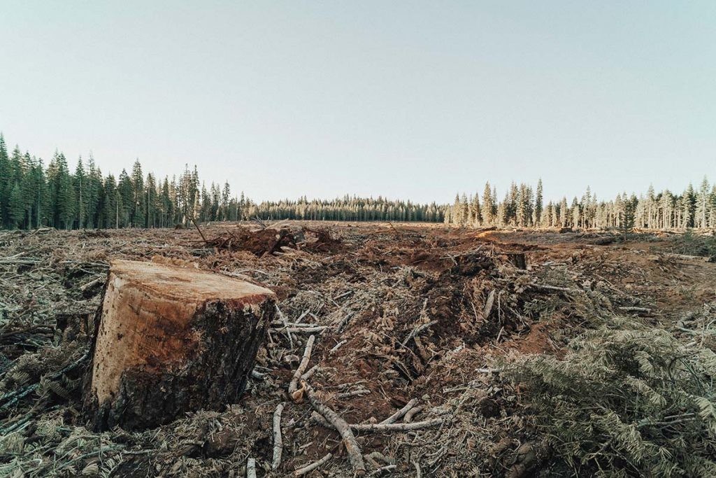 la deforestación y la destrucción de ecosistemas