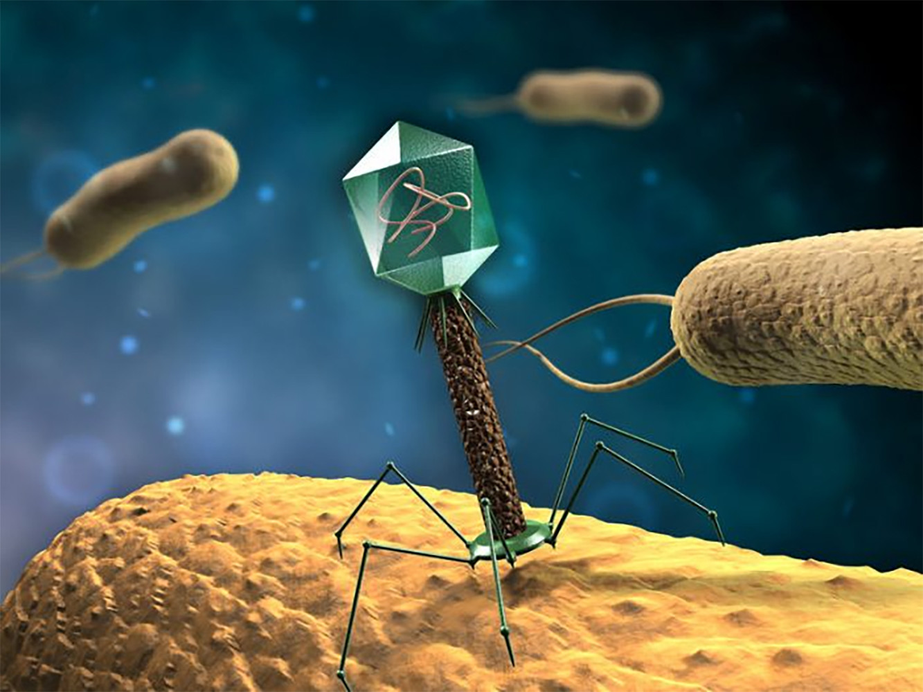 virus bacteriófagos