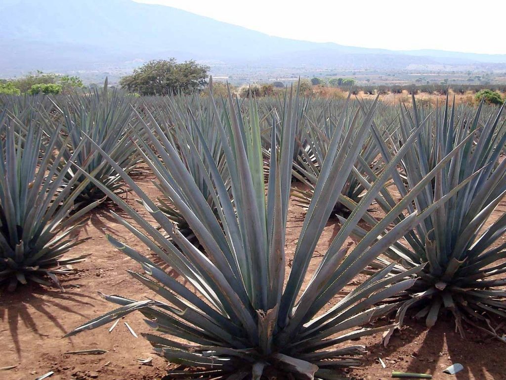 agave tequilana en México