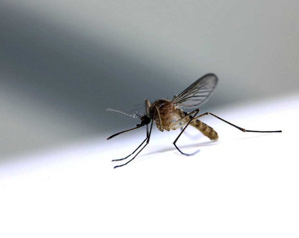 mosquito del virus del Nilo