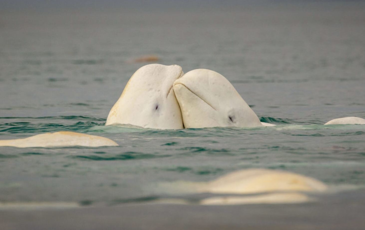 Ballenas beluga en los mares de Alaska. 
