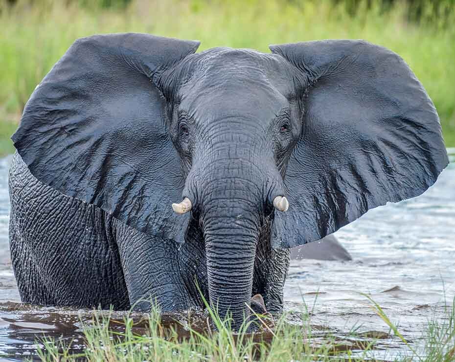 La causa de las muertes de elefantes en Botsuana fue una cianobacteria.