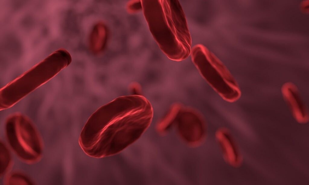 Células sanguíneas: es uno de los tipos de célula animal que existen