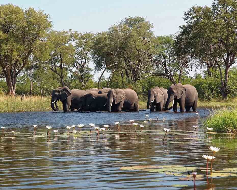 Las muertes de elefantes en Botsuana estaban relacionadas con el agua del río.