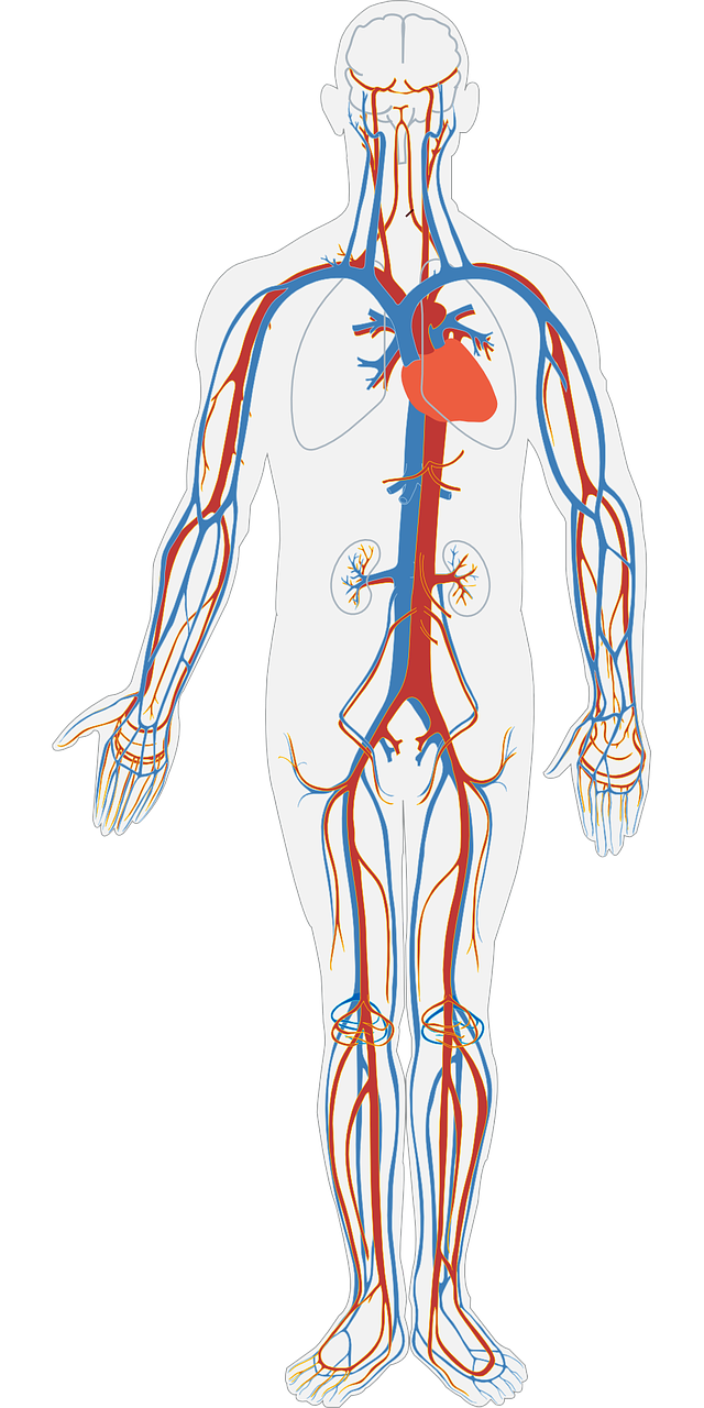 circulación sangre cuerpo