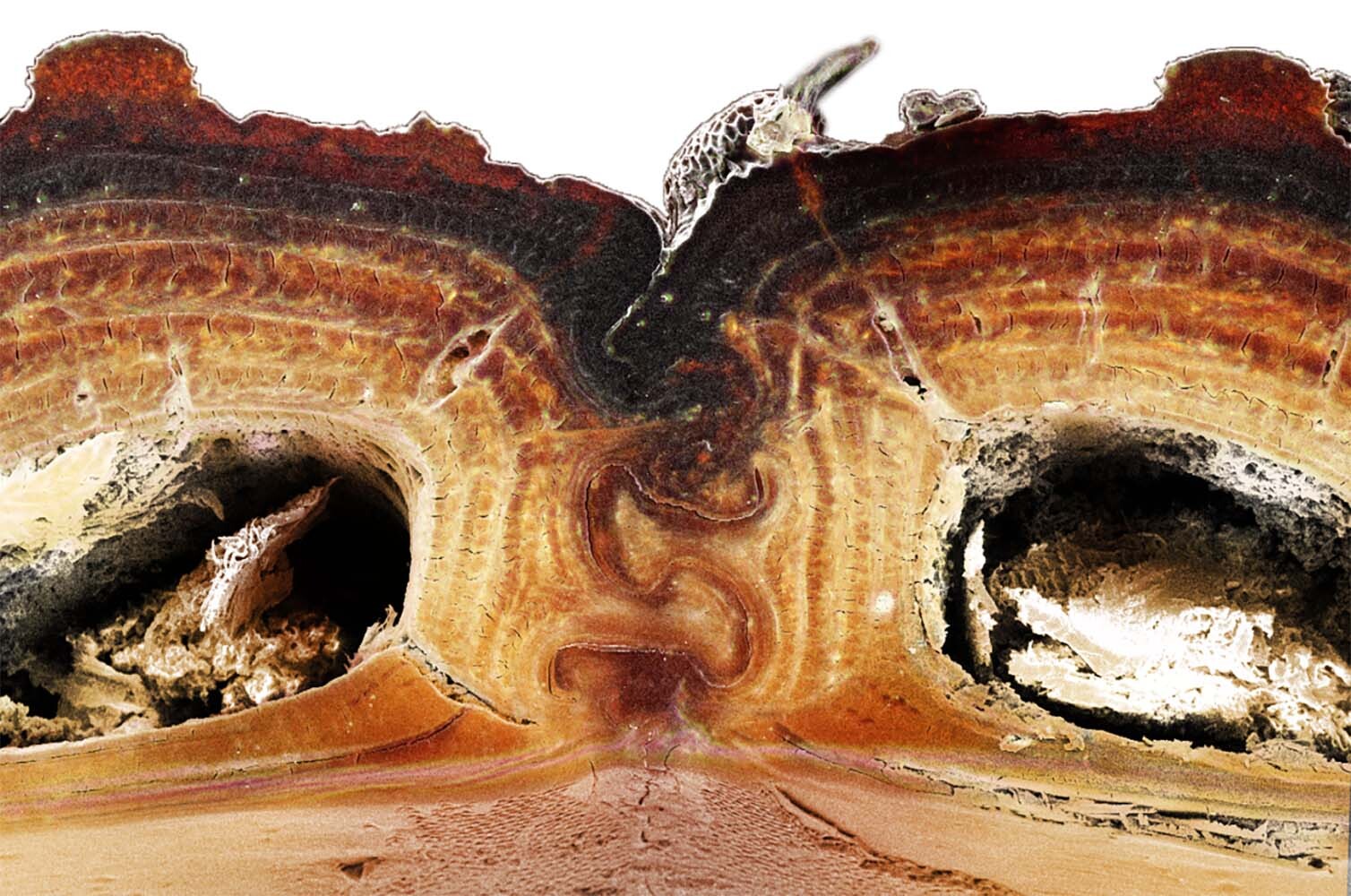 Vista transversal del tórax del escarabajo. / David Kisailus