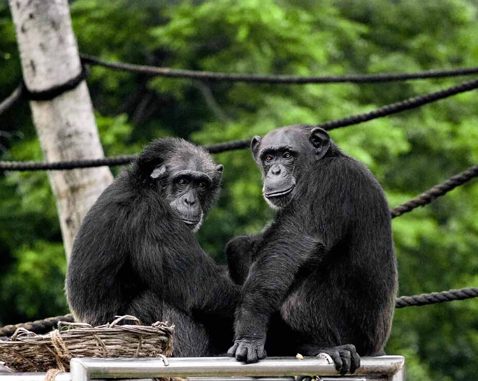 Conservar los chimpancés gracias a modelos de conectividad del paisaje.