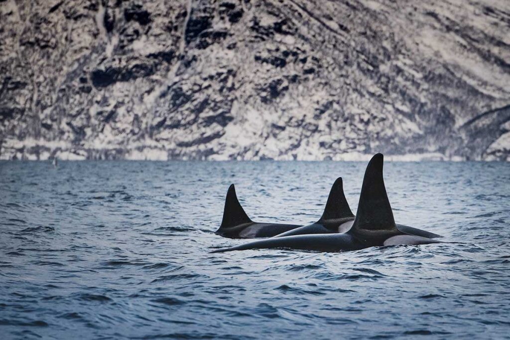las orcas y la menopausia