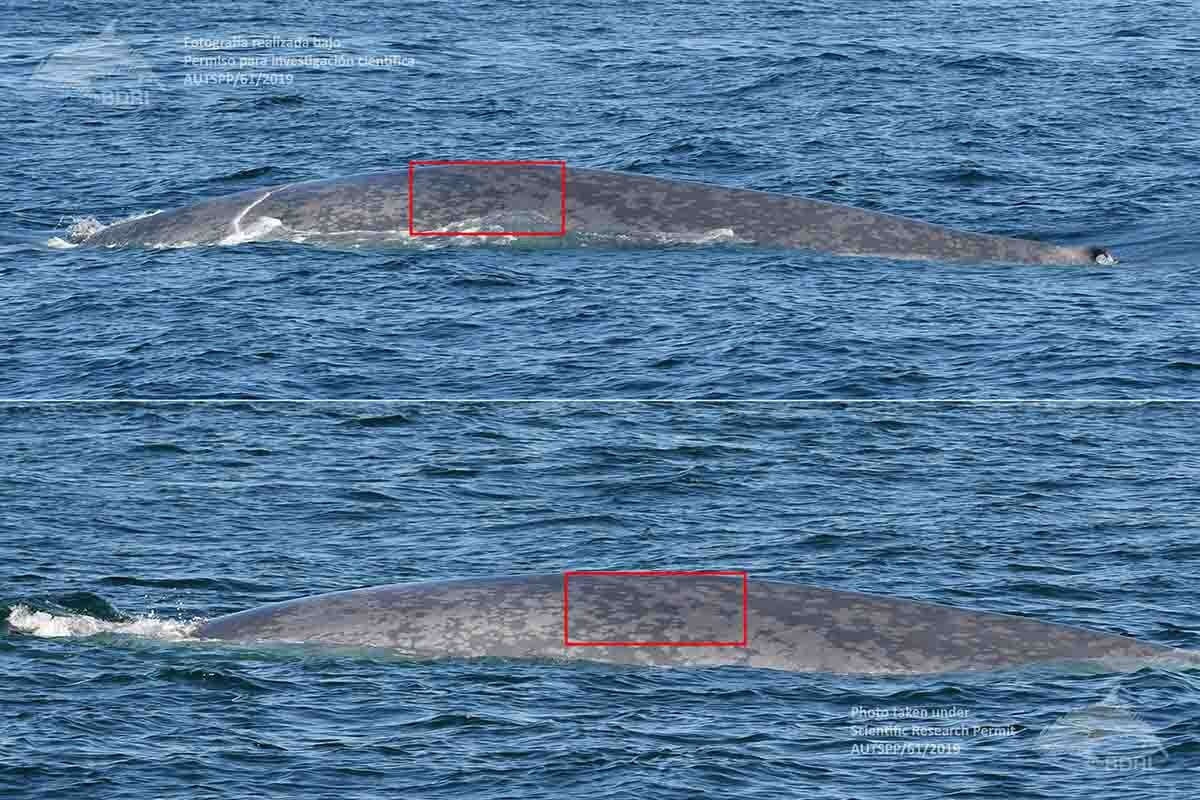 El estudio de los patrones de pigmentación resultó fundamental para identificar los diferentes ejemplares de ballena azul que pasaron por Galicia.