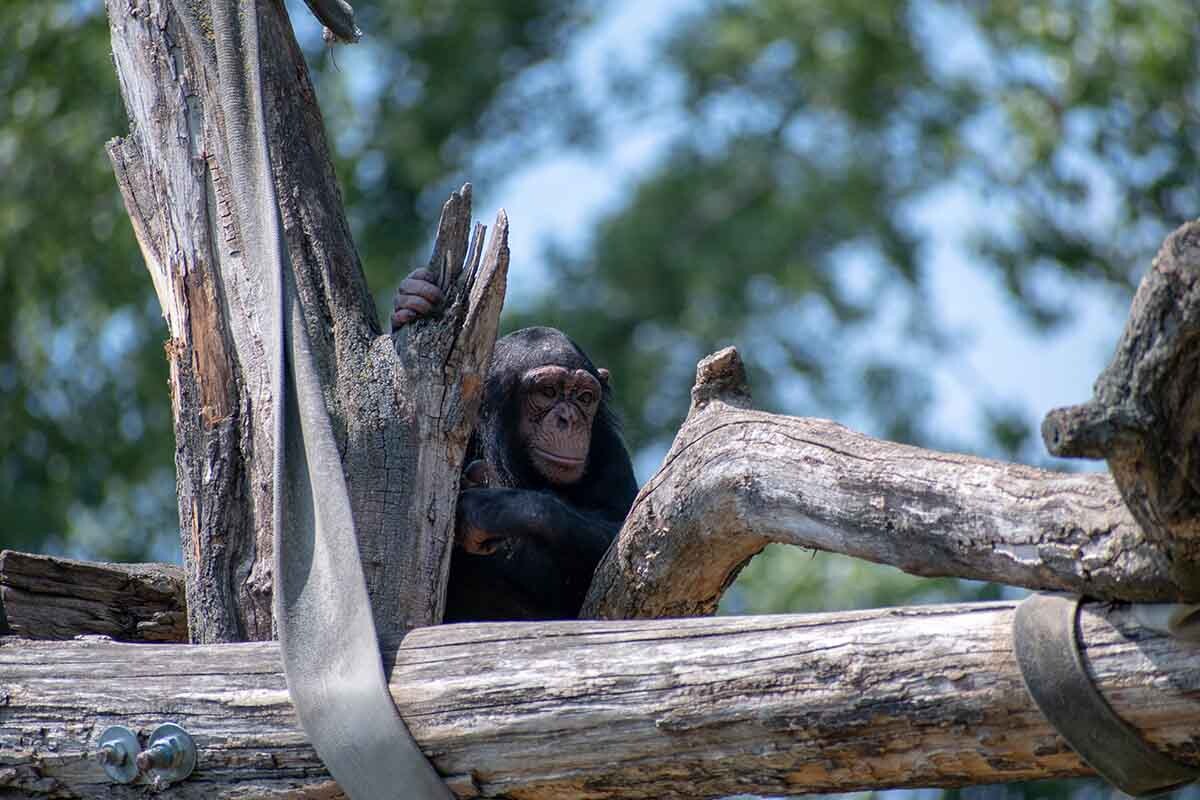 Publicar fotos de monos en redes sociales puede aumentar la demanda de estos animales en el mercado negro.