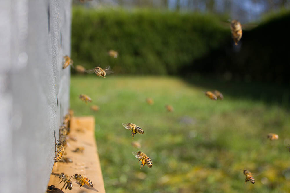 una colmena de abejas productoras de miel