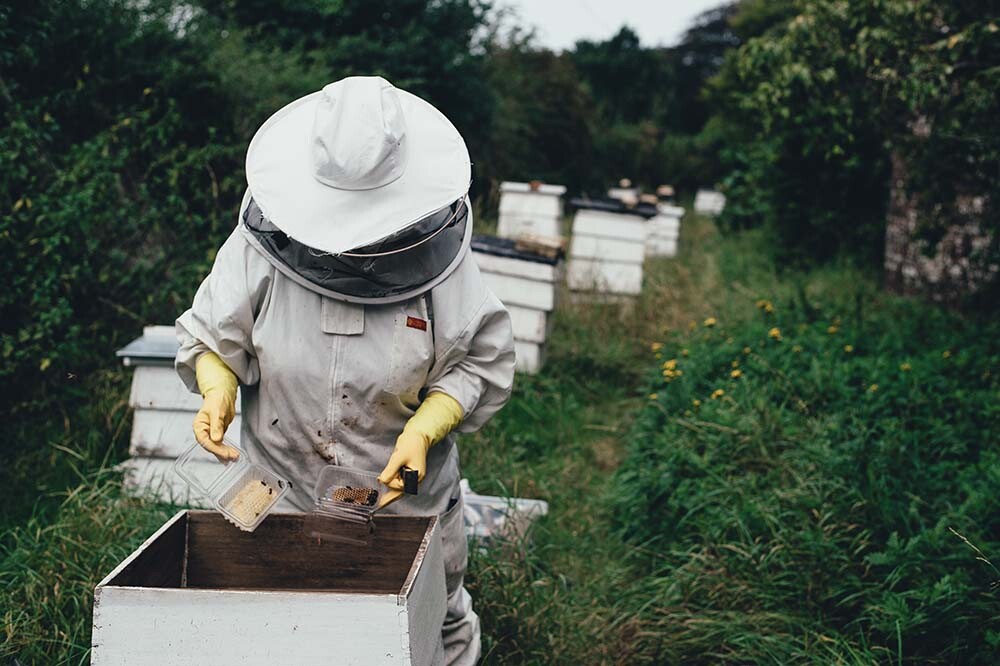 trabajo de un apicultor