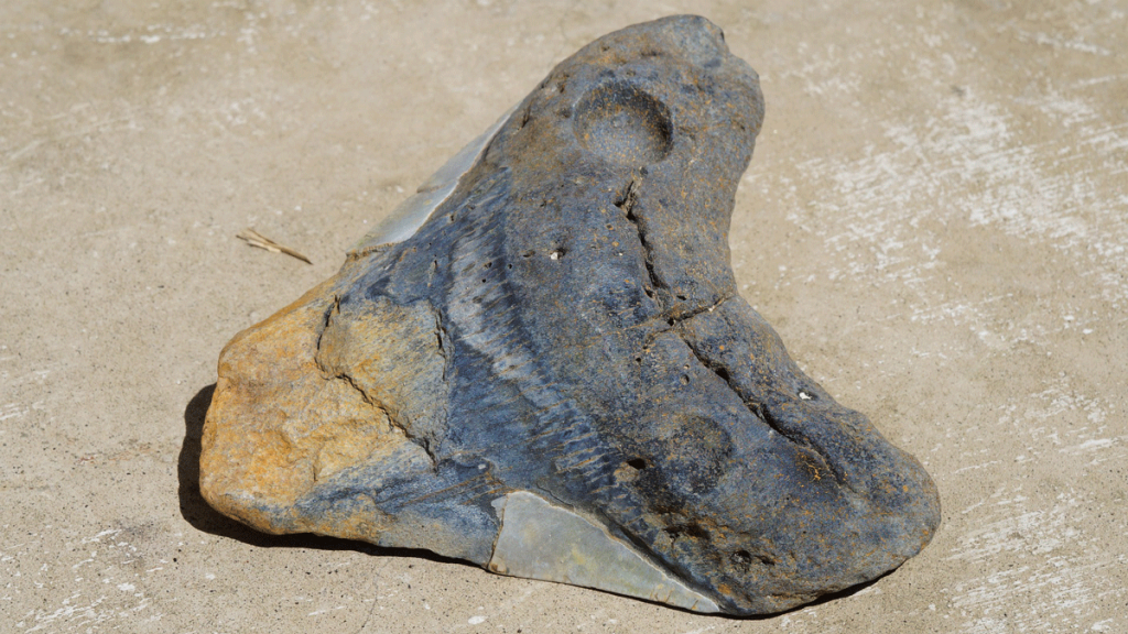 Fósil de un diente de megalodón