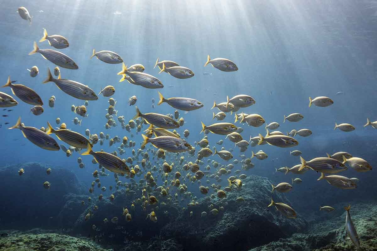 Save the Med es una organización mallorquina que actúa para recuperar la biodiversidad de las aguas del Mediterráneo .