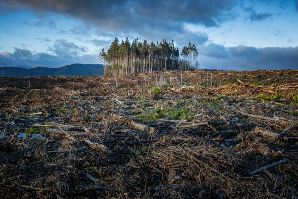 deforestación como problema ambiental