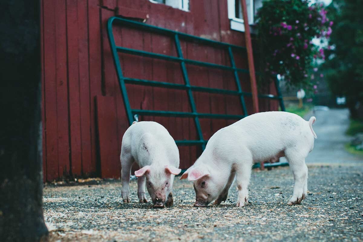 Los cerdos son los animales más utilizados para xenotrasplantes.