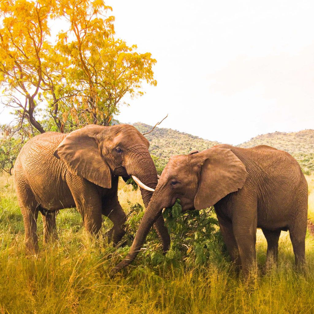 los animales como los elefantes hablan y se avisan de peligros, entre otras cosas