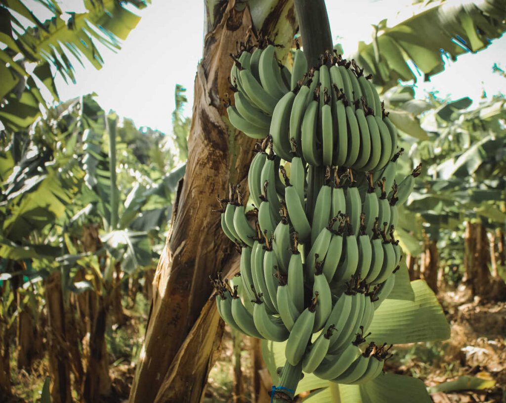plantación de plátanos de la variedad Cavendish