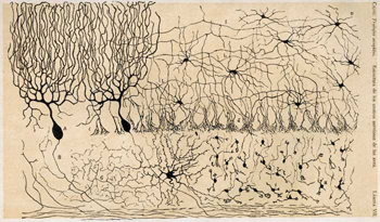 Ramón y Cajal dibujos
