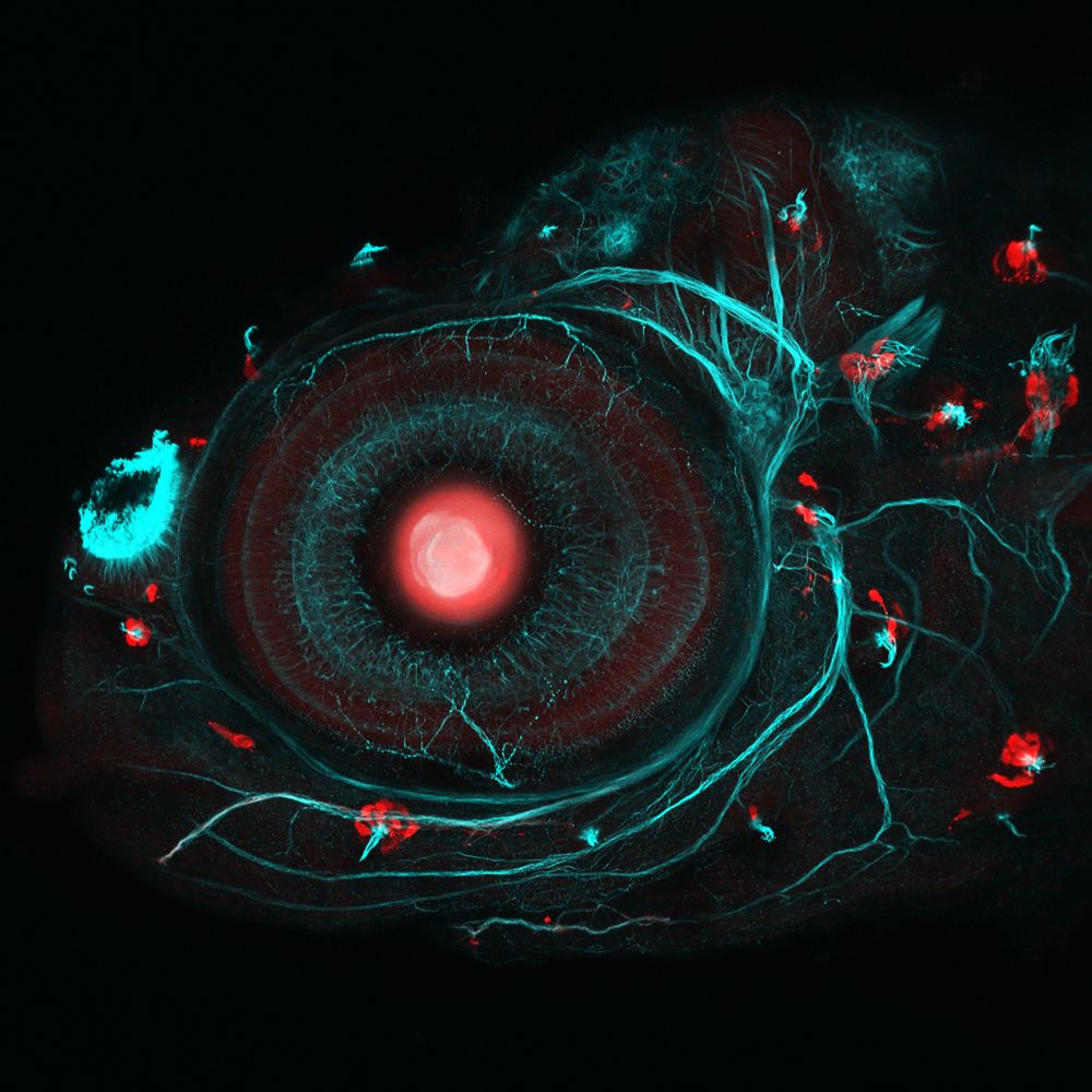 Imágenes científicas. Wellcome Images