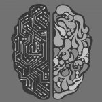 cerebro ordenador modelo