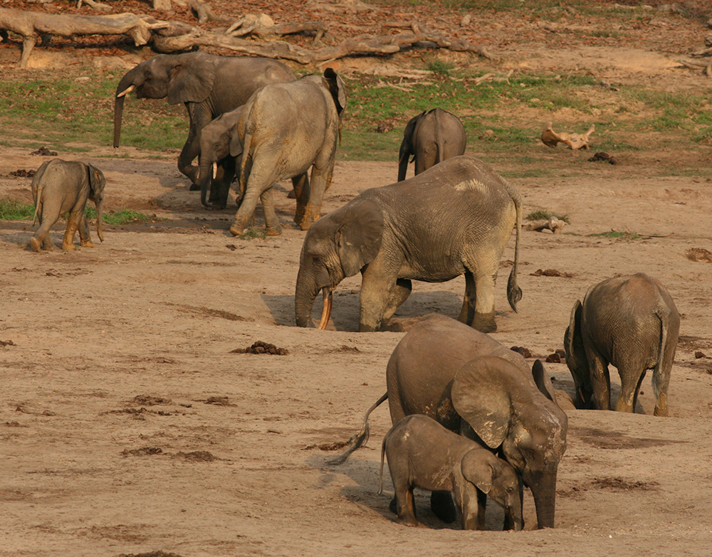 elefantes extrayendo sales