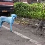 Perros azules India