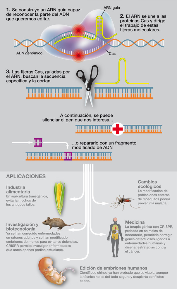 Así funciona el CRISPR